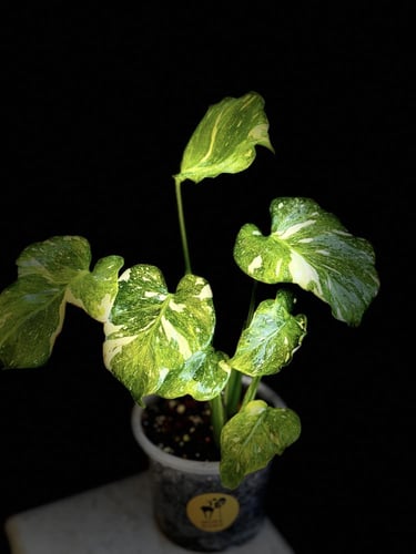 MONSTERA TRICOLOR MUT