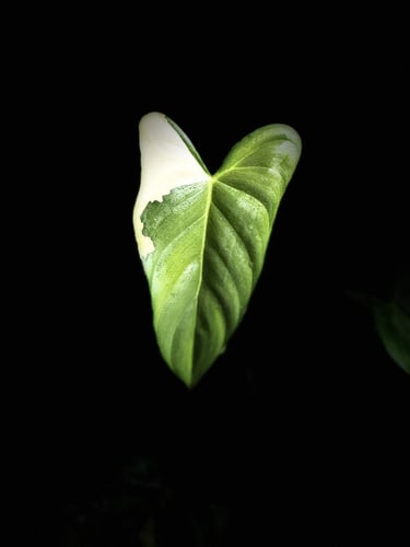 PHILODENDRON TOPICAL