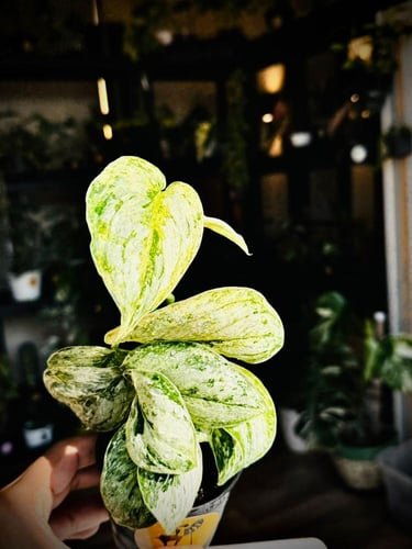 SCINDAPSUS PEASUN