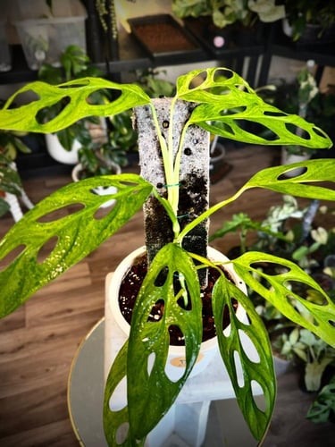MONSTERA ADANSONII INDONESIA