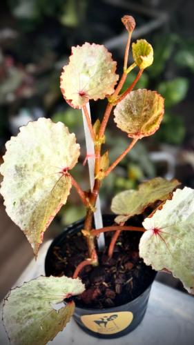BEGONIA REX MIX VARIETY