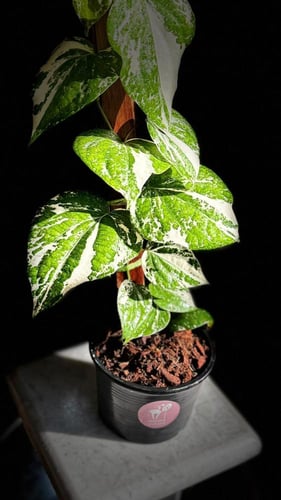 PIPER NIGRUM VARIEGATED