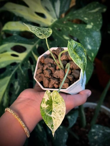 ALOCASIA SINUATA ALBO