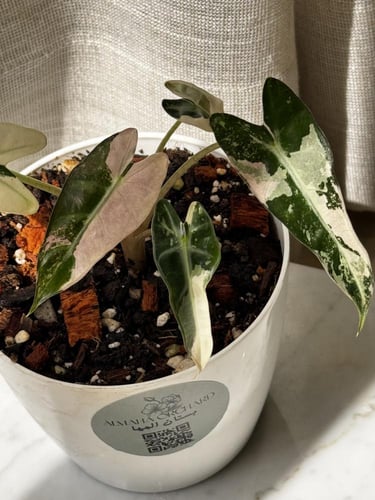 alocasia bambino variegated