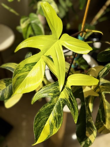 philodendron florida beauty variegated