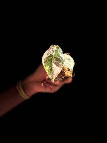 ALOCASIA AZLANII PINK