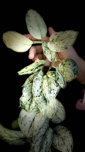 SCINDAPSUS PEASU