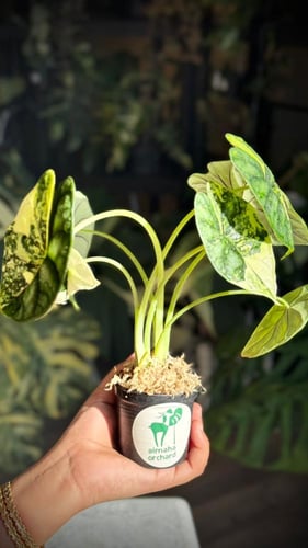 ALOCASIA DRAGON SCALE AUREA