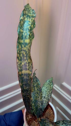 SANSEVIERIA COPPERTONE