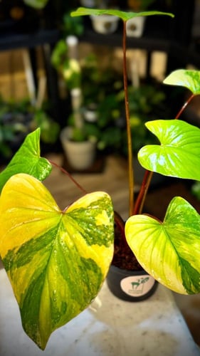 HOMALOMENA RUBESCENS MINT