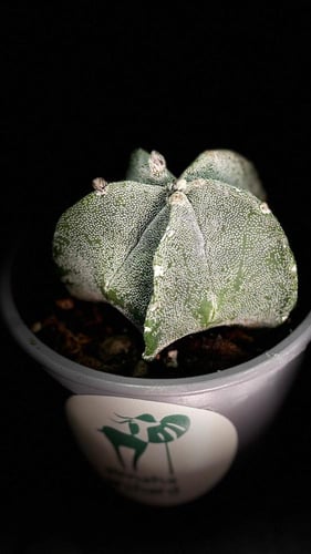 CACTUS MIXED VARIETY