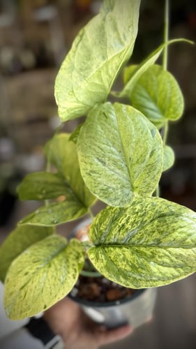 AMYDRIUM MEDIUM SPIDI