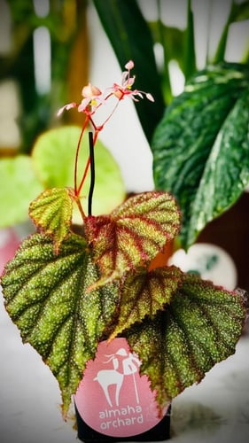 BEGONIA REX MIX VARIET