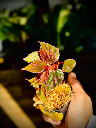 BEGONIA REX MIX VARIETIES