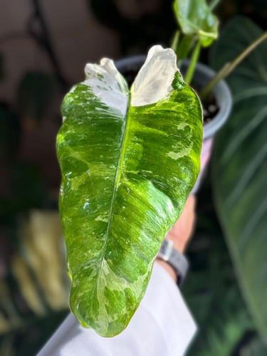 PHILODENDRON PARAISO ALBO