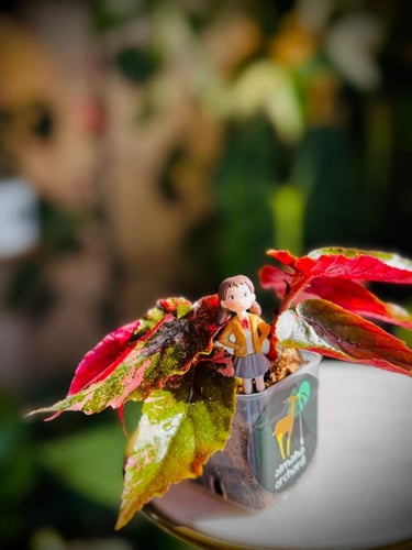 BEGONIA JINNY GALAXY