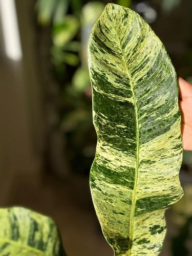 epipremnum giganteum variegated