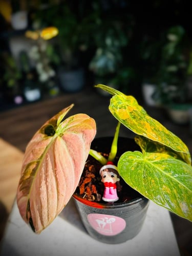 PHILODENDRON MELANO Variegated.