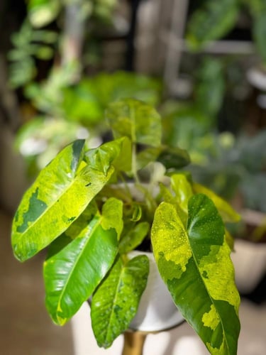 philodendron burle marx mint