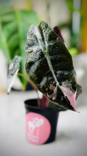 ALOCASIA CHANTRIERI PINK