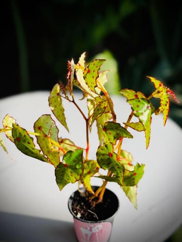 BEGONIA AMPHIOXUS