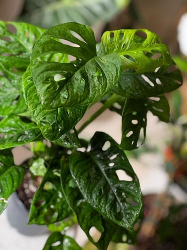 مونستيرا أدانسوني مينت (نعناع) Monstera Adonsoni M...