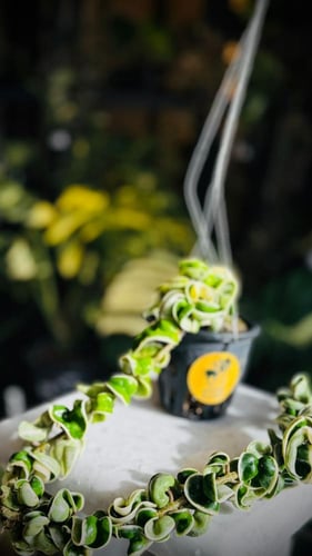 HOYA COMPACTA ALBO-MARGINATA