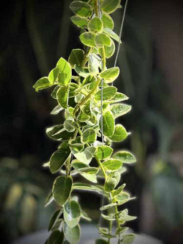 HOYA CUMMINGIANA ALBO