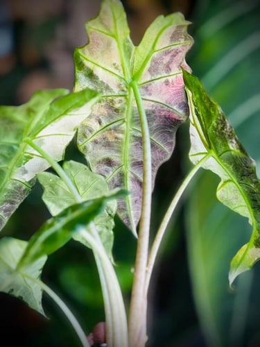 ALOCASIA AMAZONICA POLLY VAR
