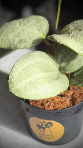 HOYA LATIFOLIA SILVER