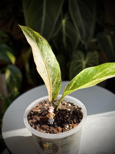 ANTHURIUM HOOKERI BIGRDS V