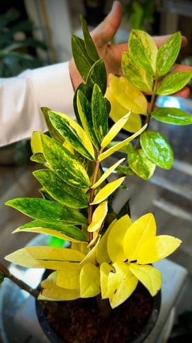 ZAMIOCULCAS ZAMIIFOLIA AUREA VARIEGATED