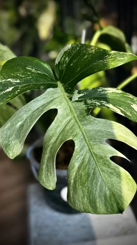 MONSTERA DELICIOSA MINT