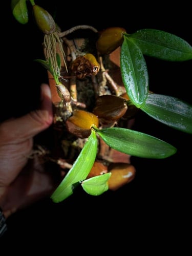 BULBOPHYLLUM BLEPHARISTES
