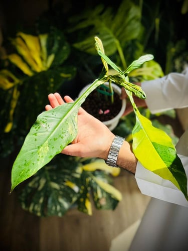 PHILODENDRON JOEPII Variegated