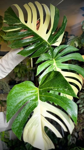 MONSTERA DELICIOSA MINT