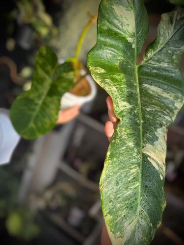 PHILODENDRON FLORIDA x PARAISO