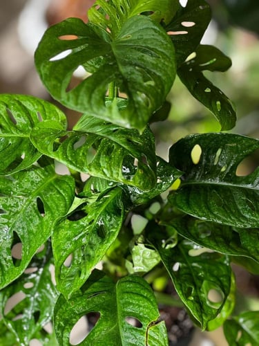 مونستيرا أدانسوني مينت (نعناع) Monstera Adonsoni M...