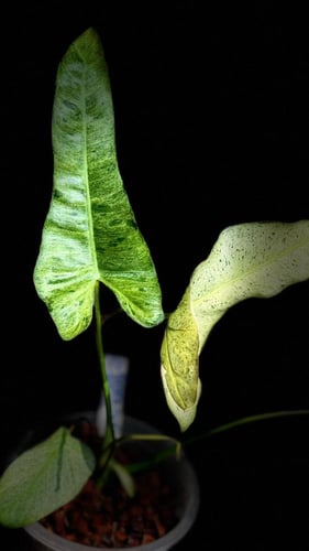 PHILODENDRON BILLIETIAE X PARAISO