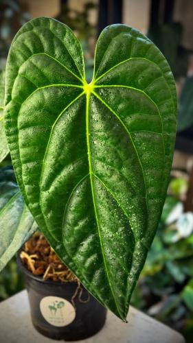 ANTHURIUM HYBRID MIX