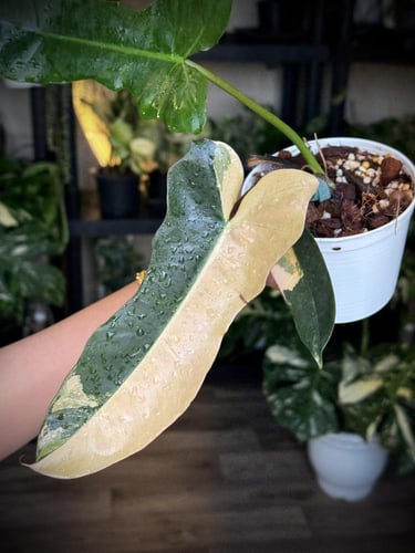 PHILODENDRON (FLORIDAXMAYOI)XBROWN BILLIETII