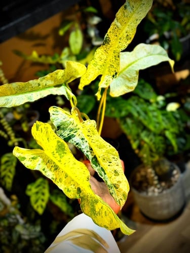Philodendron BILLIETIAE X PARA