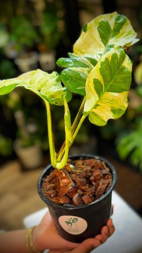 POTHOS N JOY (GIANT) BIG