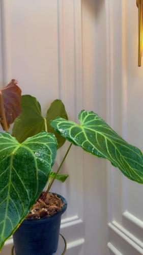 ANTHURIUM HYBRID MIX