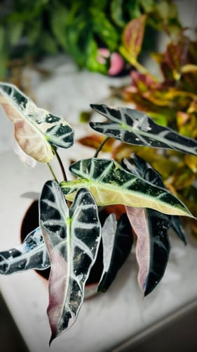 ALOCASIA BAMBINO PINK