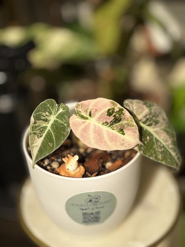 ALOCASIA BLACK VELVET F