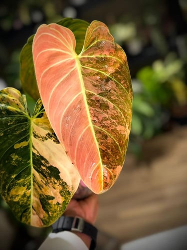 PHILODENDRON MELANO Variegated.