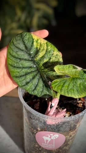 ALOCASIA NEBULA GOLD