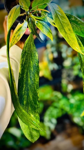 ANTHURIUM VITTARIFOLIUM Variegated