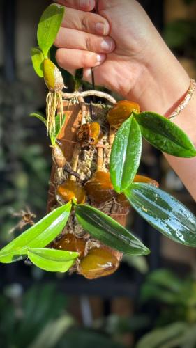 BULBOPHYLLUM BLEPHARISTES